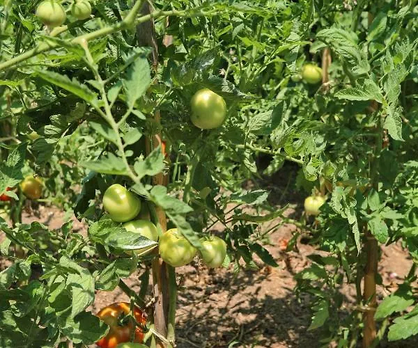 Spring Bliss Garden House